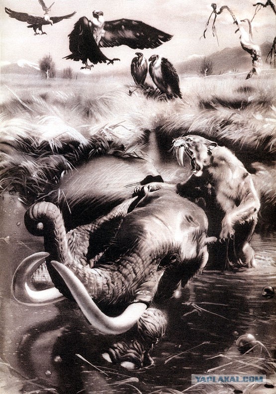 Спасение собаки из асфальта