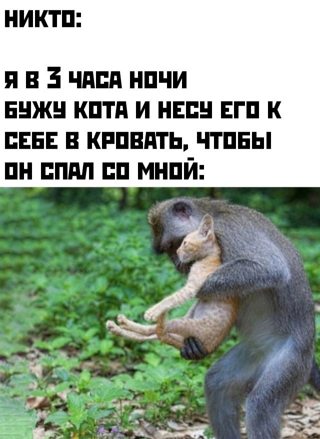 К котовторнику: подборка картинок-баянов с котиками и про котиков. Выпуск 11