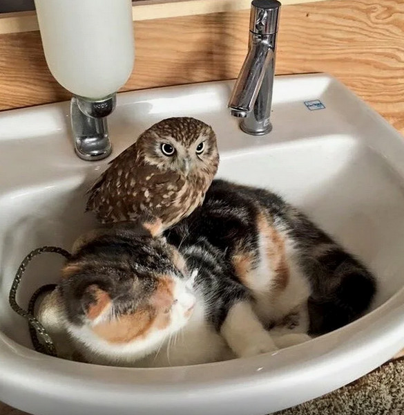 Котики стали мемом еще в XIX веке