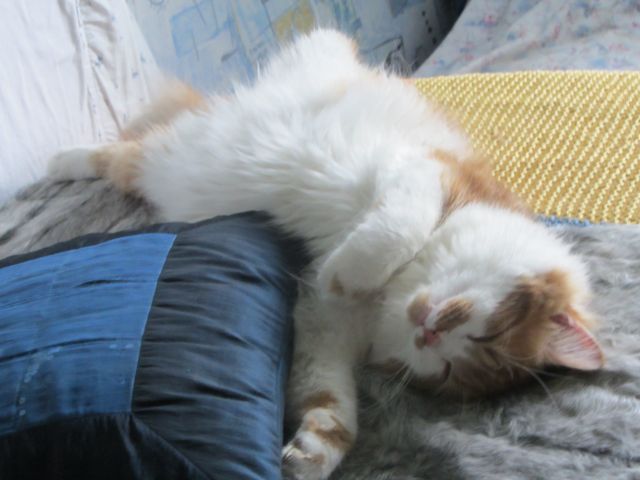 Котовторник   17.12.2013