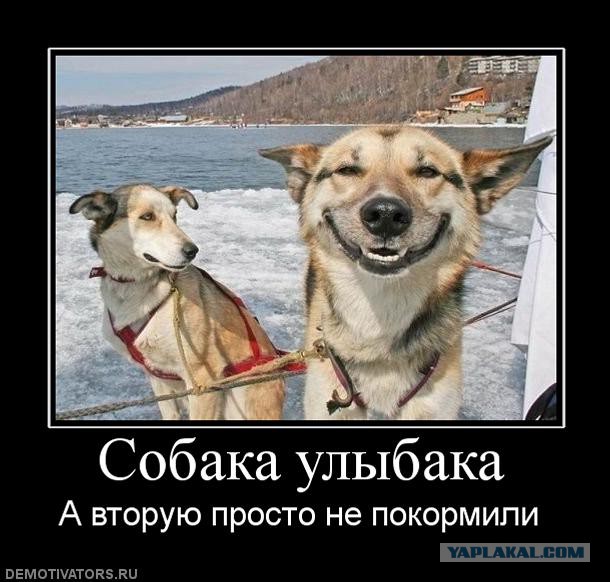 Собака Джокера
