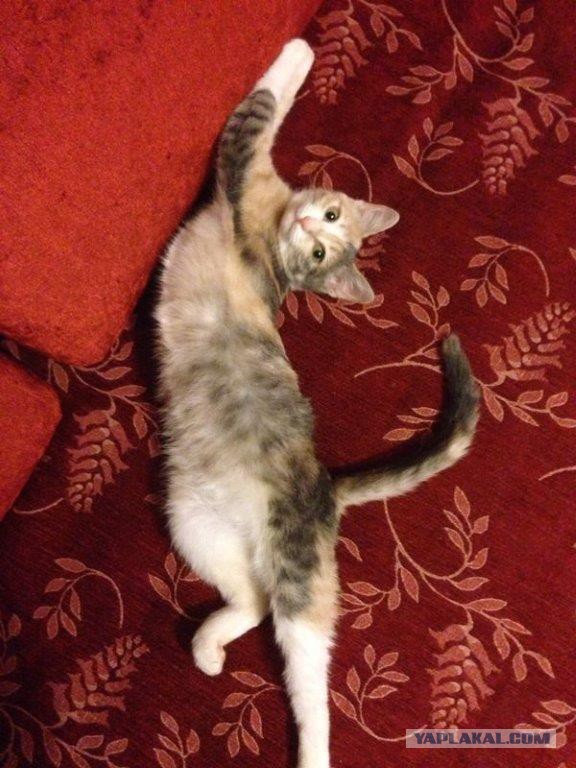 КотоПост