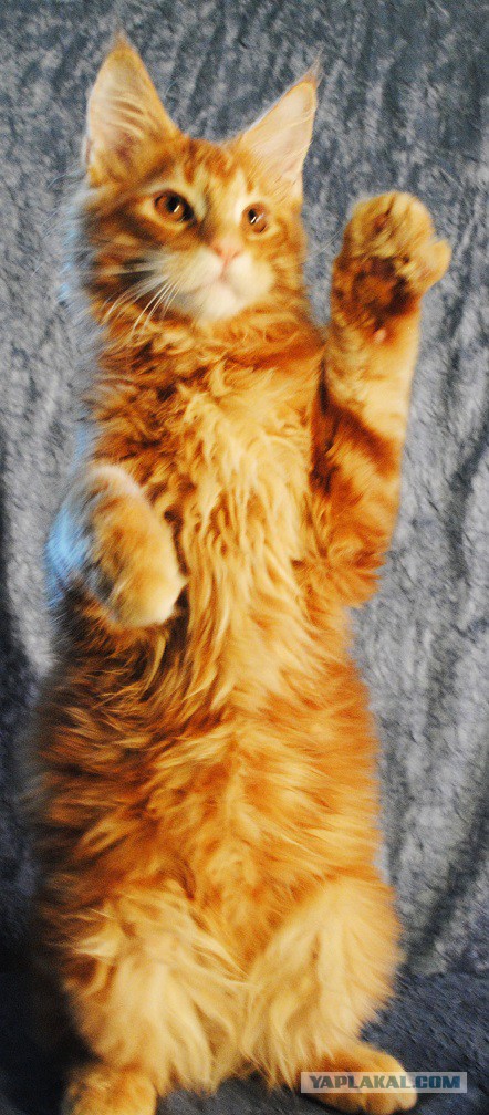 Мои мейн куны