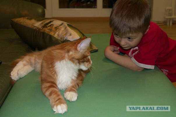 Котовторник 22.04.2014