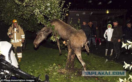 Чуть картинок