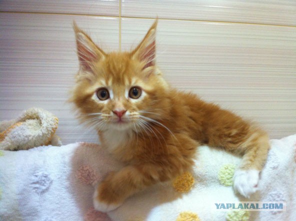 Котовторник