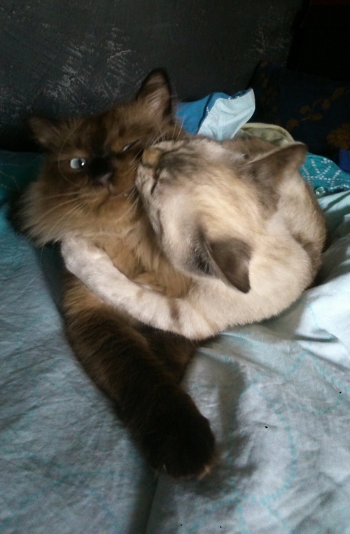 Котовторник