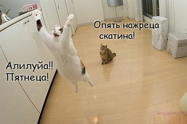 Забавные картинки на Пятницу
