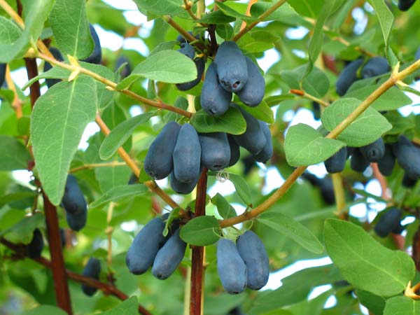 Как выглядят 19 популярных продукта