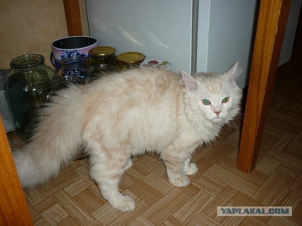 Котовторник