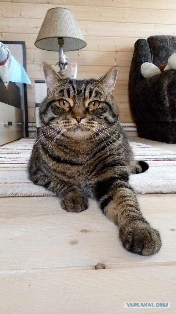 Котовторник 16.06.2015., Котовторник наступил!