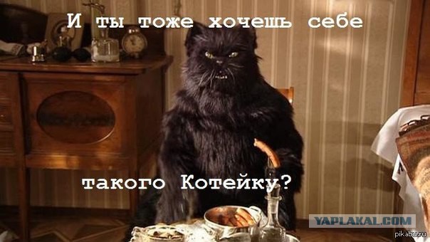 Серый "полхвоста"