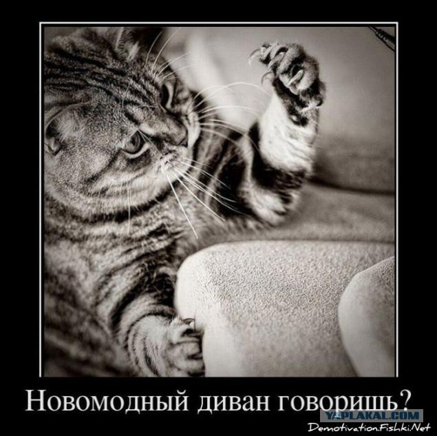 Прикольные коты