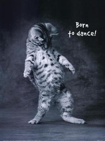 Коты, кошки, котята