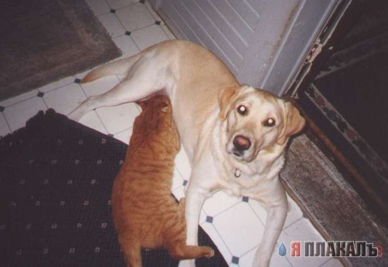 Коты, кошки, котята