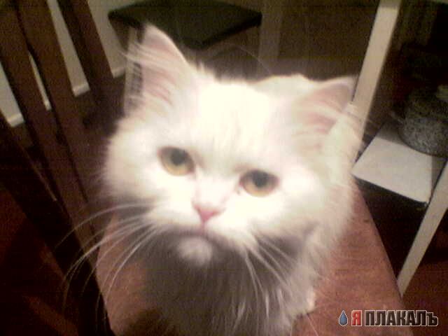 Коты, кошки, котята