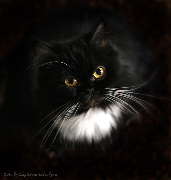Коты, кошки, котята