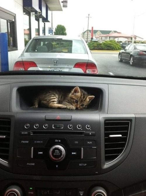 Демы к котовторнику!