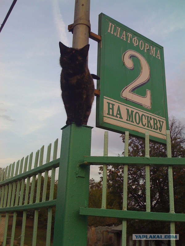 КотоВторник 26.04.2016