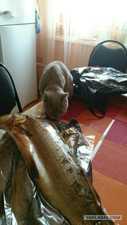 Котовторник 07.06.2016