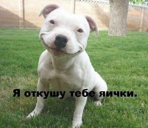 Прикольные животные