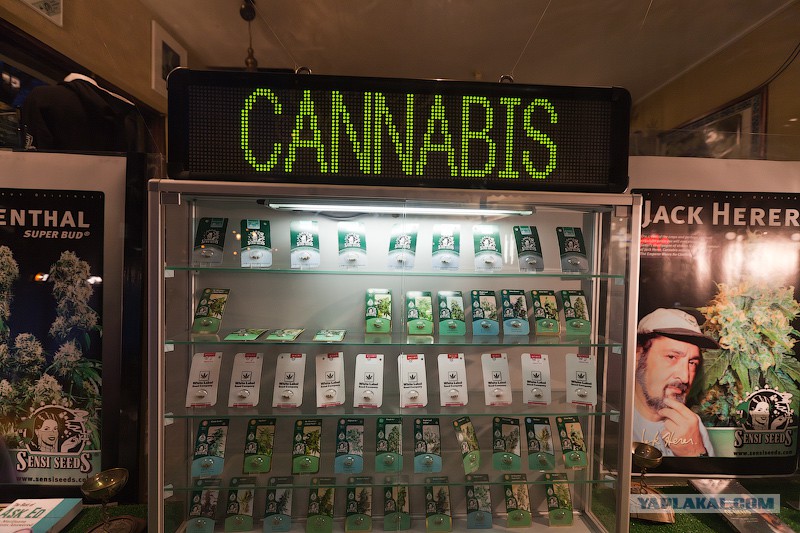 цена на марихуана в амстердам