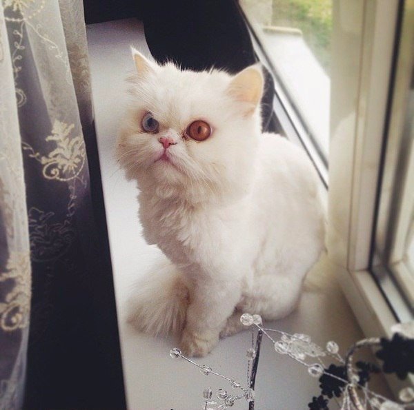 Коты из сети
