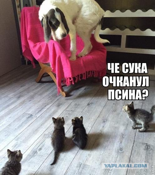 Отупляющие приколы