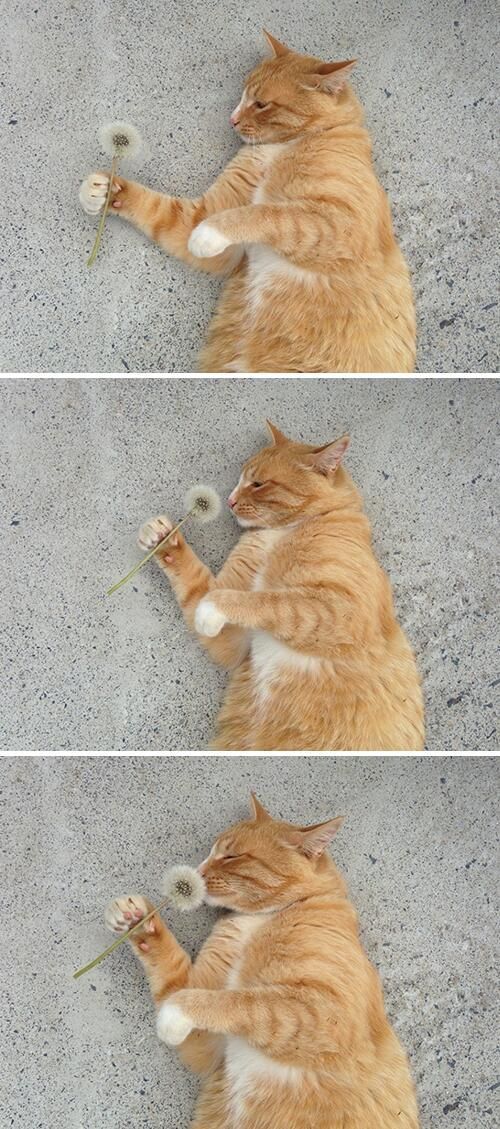 Коты из сети