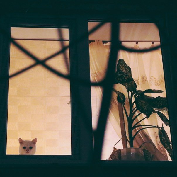 Коты и Кошки