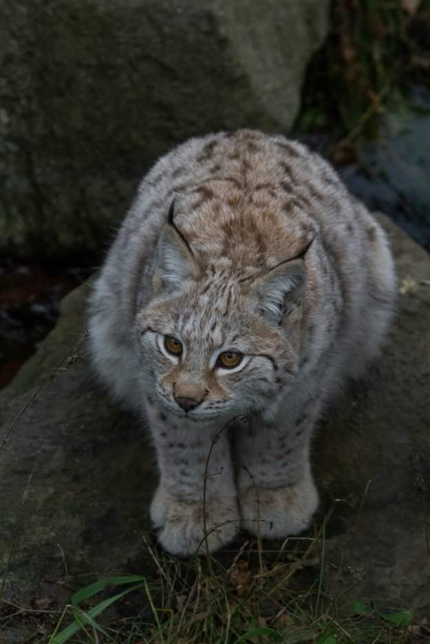 Коты и Кошки
