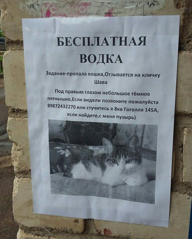 Скотсети и прочие интернеты 18.12.17