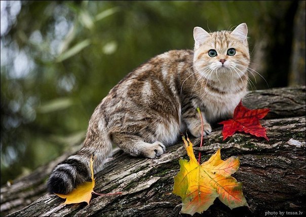 Прикольных котов пост