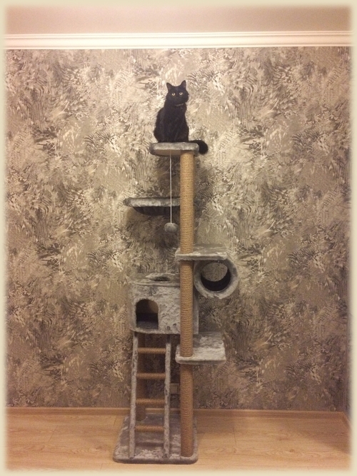 Котомайзинг