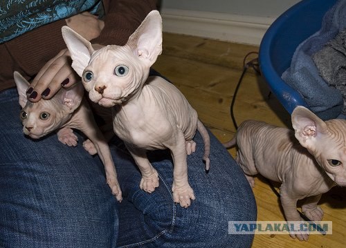 Забыли котовторник? А вот он!