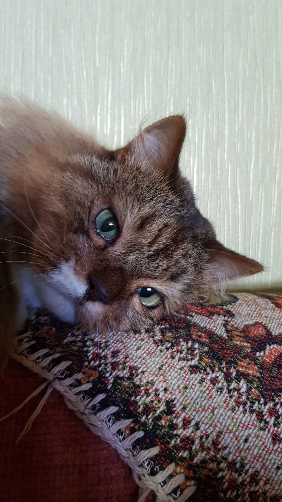 Прикольных котов пост