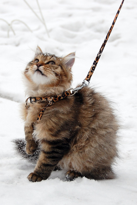 Котовторник объявляется открытым!