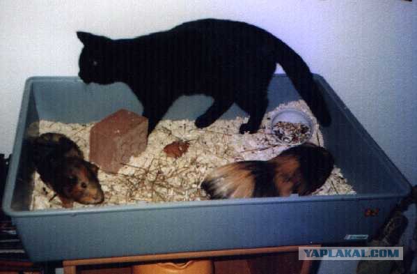 Котовторник (начало в супермаркете!)