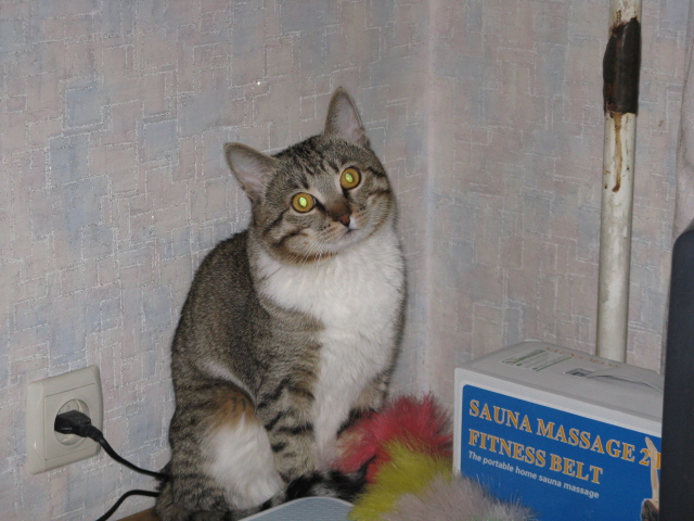Котовторник!