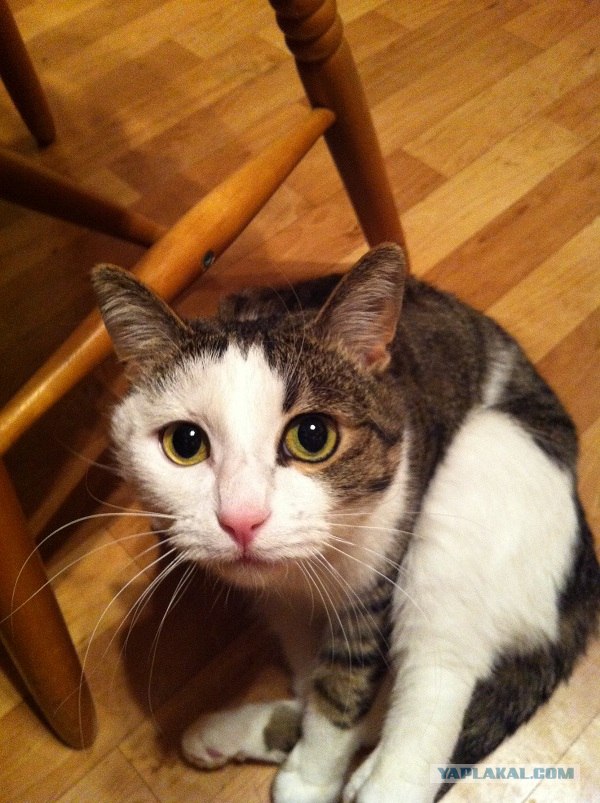 Котовторник (21.02.2012)