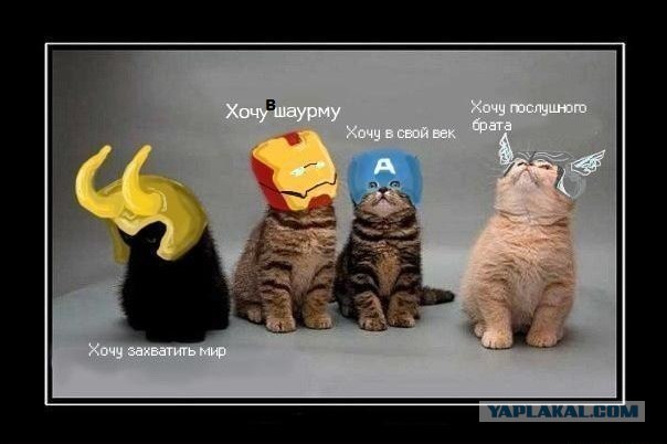 Котэ + Лимон =...