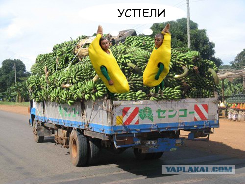 Друзья обезьян