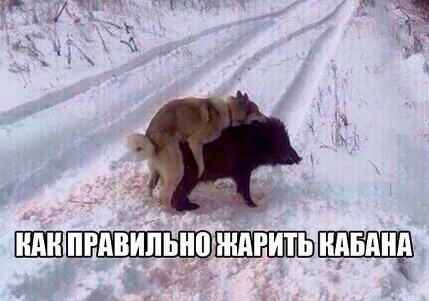 Свинячья охота на живца