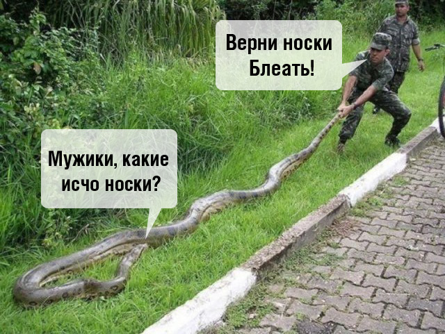 Верните носки!