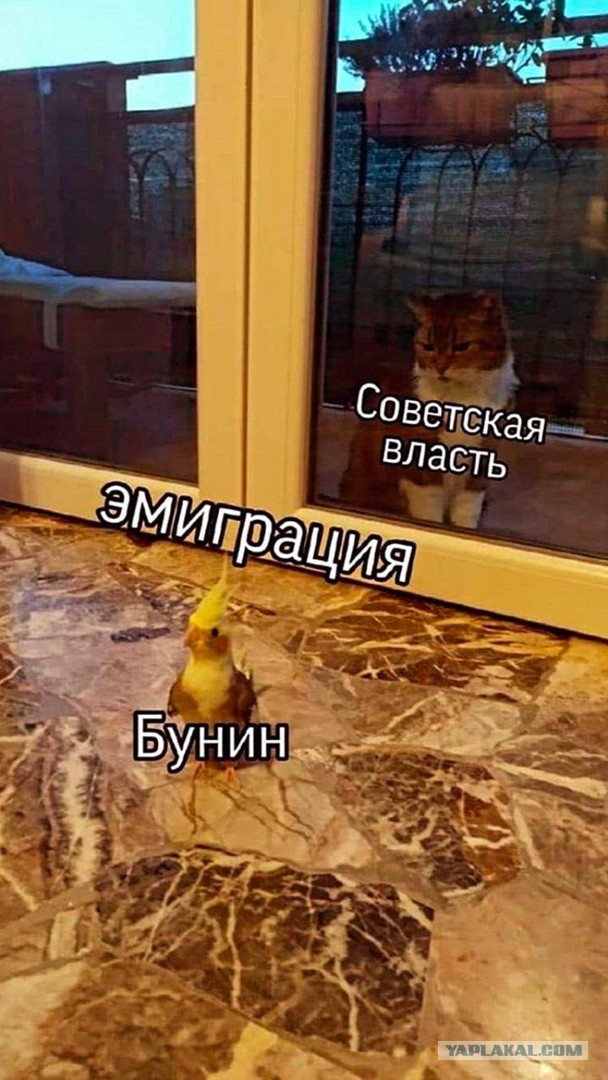 Свинегрет: картинки, надписи и прочее на 20.02.21 или №30