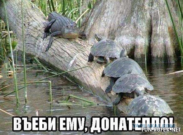 Черепаха напала на льва, который пришел на водопой