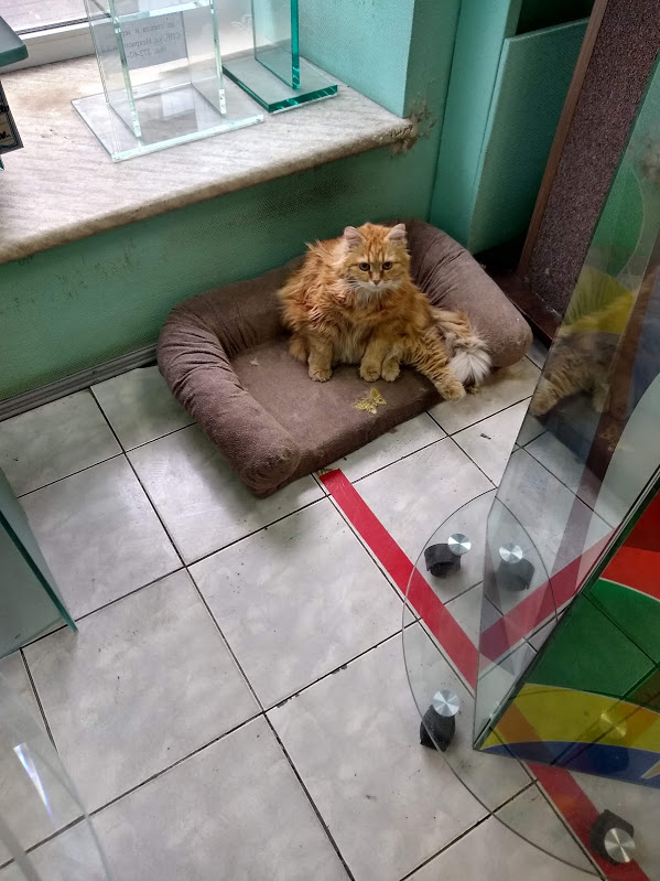 Кошкин Домик
