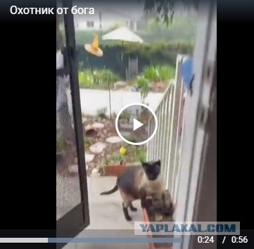 Хозяйка, я тебе тут принес кое-чего