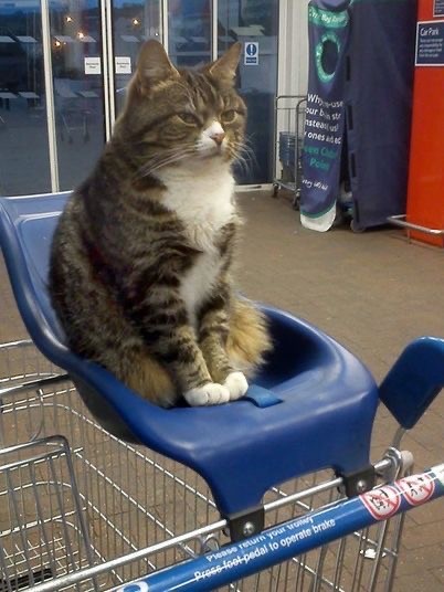 Котовторник так котовторник