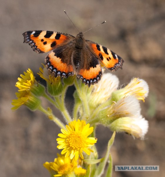 Утро на рыбалке.